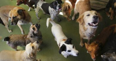 Compromís per Paterna presenta un informe para que se modifique el proyecto del nuevo refugio municipal de animales