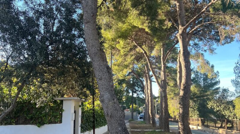 n muchas calles tanto de Montecañada,  La Vallesa, como de El Plantío o zonas más antiguas como La Canyada