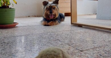 Una vecina de La Canyada denuncia amenazas anónimas por su perro y pide más empatía vecinal