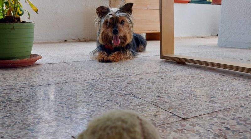 Una vecina de La Canyada denuncia amenazas anónimas por su perro y pide más empatía vecinal