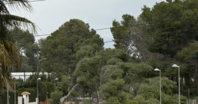 ADAP exige un plan integral de cuidado del arbolado en Paterna tras las recientes caídas de árboles