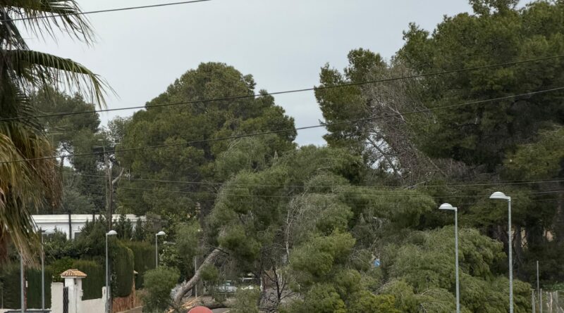 ADAP exige un plan integral de cuidado del arbolado en Paterna tras las recientes caídas de árboles