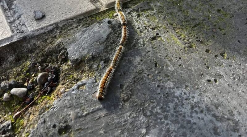 Alerta vecinal por la presencia de orugas procesionarias en la calle nº7 de La Canyada