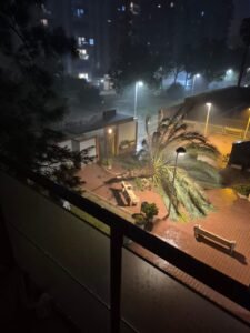 Mislata árbol caído